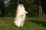 COTON DE TULEAR 007